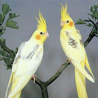 Telegram profile photo for نگهداری پرندگان