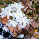 Telegram profile photo for ياسَمينٌ دمَشقيّ 🌼