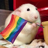 Telegram profile photo for Gay rat🥴