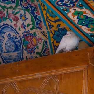 Telegram profile photo for أمَانِي.