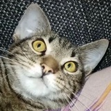 Telegram profile photo for Кот Чебуратор🐈⬛