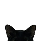 Telegram profile photo for 𝐬𝐨𝐧𝐠𝐡𝐢