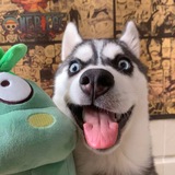 Telegram profile photo for 搞笑吃瓜🐶内涵段子/奇趣百科