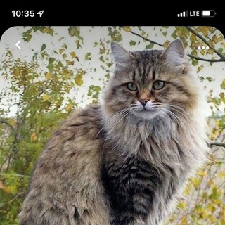Telegram profile photo for Думы обывателя