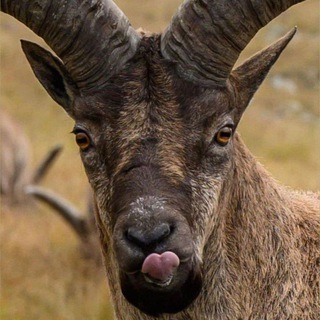 Telegram profile photo for Gays.