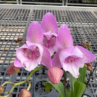 Telegram profile photo for SON YA Orchids Sellers