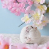 Telegram profile photo for Цветочки весной слегка депрессивные/ // снег