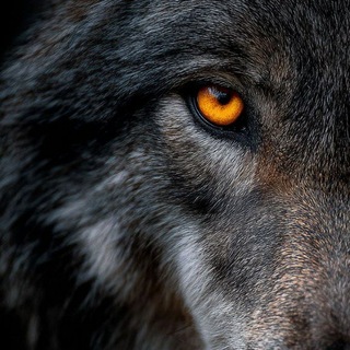 Telegram profile photo for Wallvoria HD