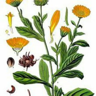 Telegram profile photo for Calendula extract