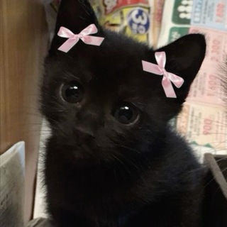 Telegram profile photo for Kirks🎀Tbilisi |Украшения