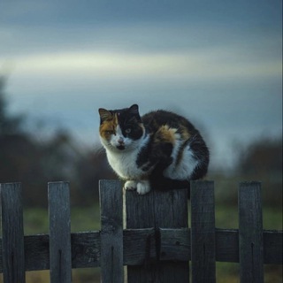 Telegram profile photo for коты уехали жить в деревню