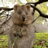 Telegram profile photo for extreme animals