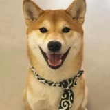 Telegram profile photo for DOG WIF NECKTIE
