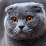 Telegram profile photo for dementia posting