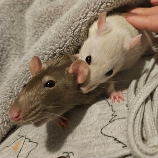 Telegram profile photo for МЫШление форм 🐁🐀