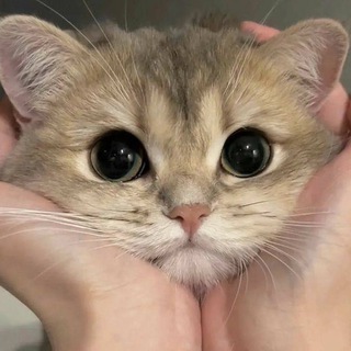 Telegram profile photo for TSS Moves aka гнилые зубы