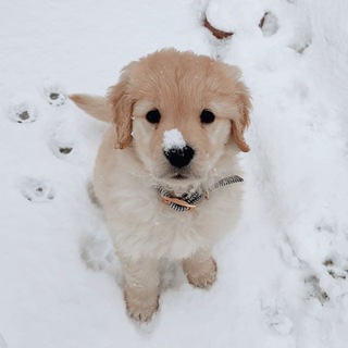 Telegram profile photo for golden retriever ! 재윤