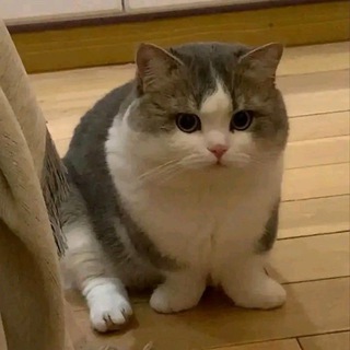 Telegram profile photo for Мягка | Лапка