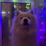 Telegram profile photo for дома у каспера