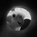 Telegram profile photo for код влада