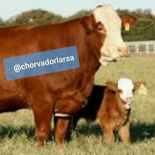 Telegram profile photo for Chorva.Savdo(Online Bozor)
