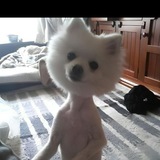 Telegram profile photo for GROOMER-CTO- Portal