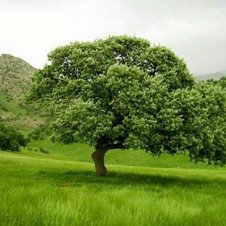 Telegram profile photo for طبیعت زیبای گیلان غرب