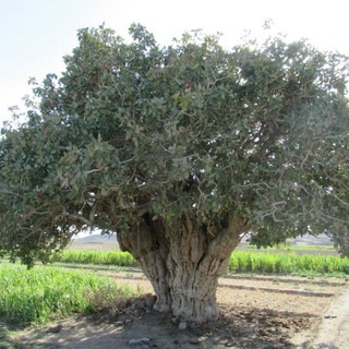 Telegram profile photo for Pestekar / کانال تخصصی پسته