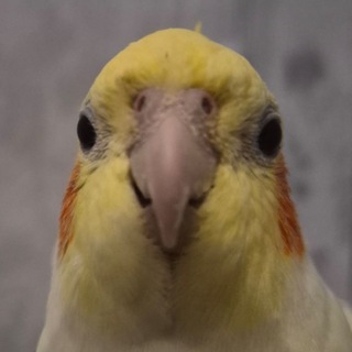 Telegram profile photo for Центр Сиренизма