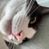 Telegram profile photo for Котовье логово