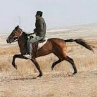 Telegram profile photo for اسب راهوار(یورغه)