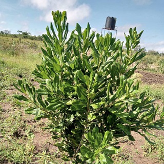 Telegram profile photo for KILIMO TANZANIA