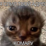 Telegram profile photo for Щитпосты молодожёнов