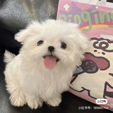 Telegram profile photo for 一可的朋友圈💃