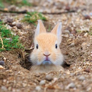Telegram profile photo for Заячья нора