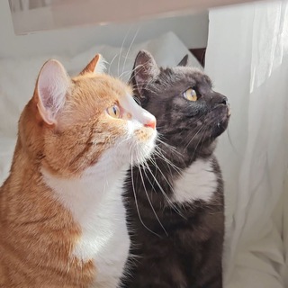 Telegram profile photo for Щодєнний котєнт😽😻😼