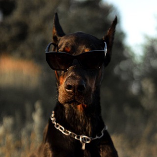 Telegram profile photo for ragnar.doberman
