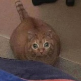 Telegram profile photo for Бревно Борис 81+