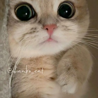 Telegram group profile photo for 奶猫买卖群