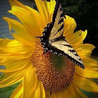 Telegram profile photo for Мир цветных красок🦋💥🦋