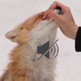 Telegram profile photo for зетли чето пишет ✍️