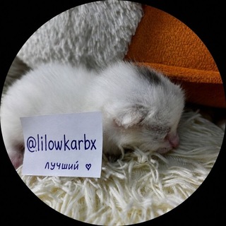 Telegram profile photo for ручение воробушка