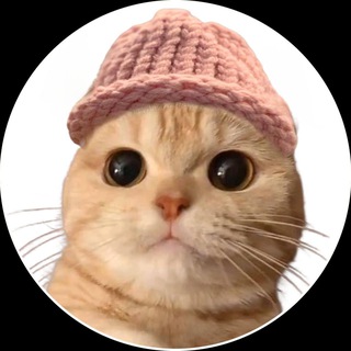 Telegram profile photo for Meowifhat ™️ | Solana