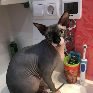 Telegram profile photo for Дом_кабана