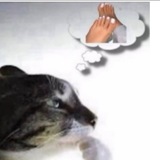 Telegram profile photo for Free feet pic