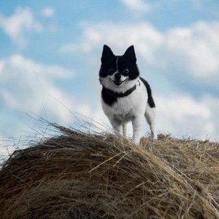 Telegram profile photo for my black and the white dog||Lilu