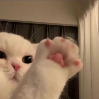 Telegram profile photo for котята от стресса 🌸
