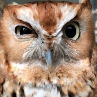 Telegram profile photo for норка