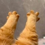 Telegram profile photo for ✨Зеня стримь✨