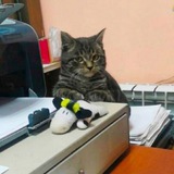 Telegram profile photo for Подписка ЗПБ